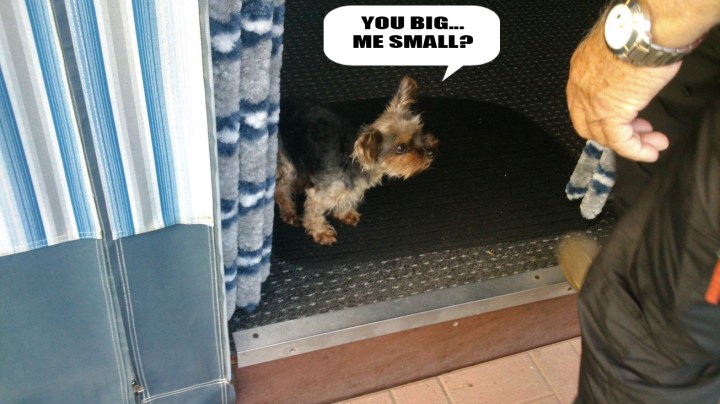 Big And Small Dog Meme