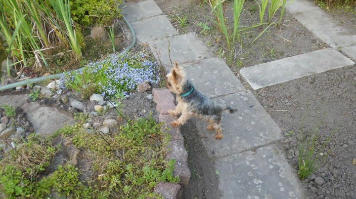 Billy looks into the pond because there are fishes