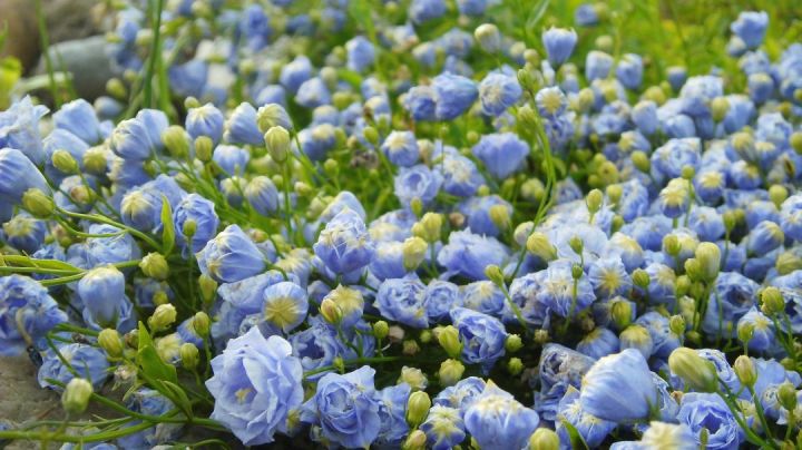 Close-up shot of a miniature flowerbed in the garden