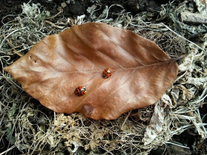 Ladybugs On A Leave