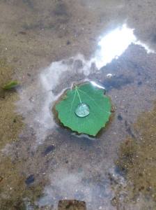 Leaf on the water with a water drop on it