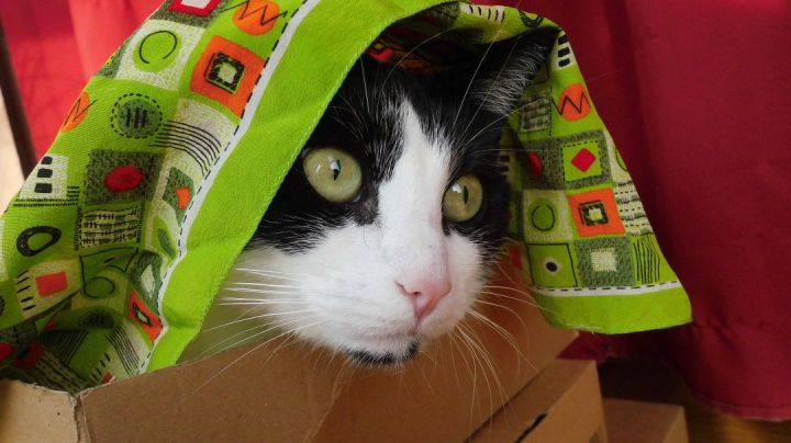 Shyna And The Green Scarf 1