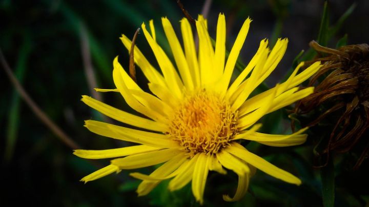 Yellow Flower