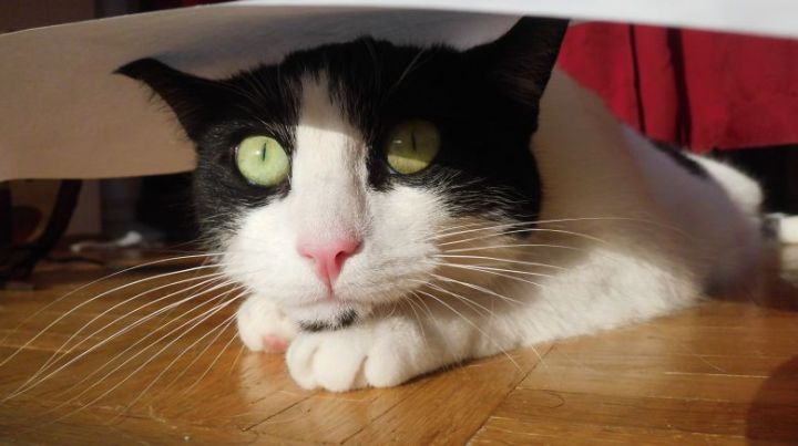 40 Cat Quotes That Are Brutally True