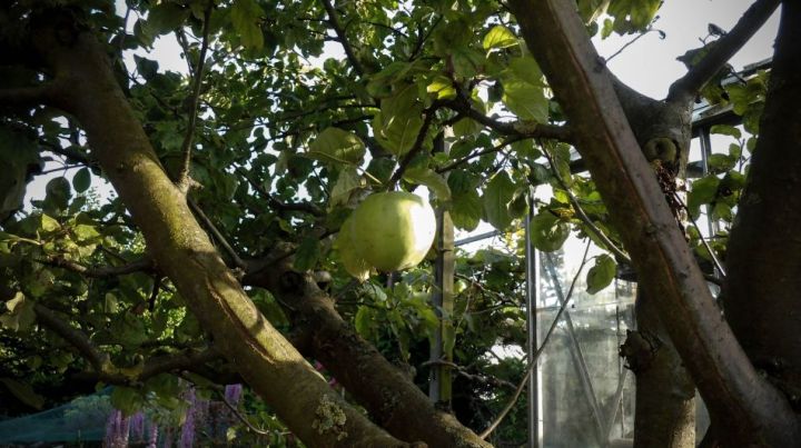 The Apple Tree Story