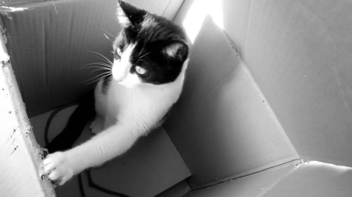 Cat In The Box
