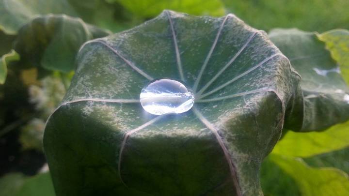 Leaf And Water Drop
