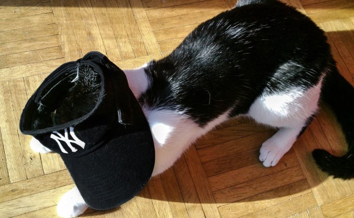 New York Yankees Cat