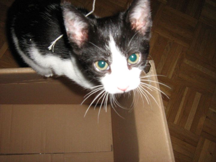 Shyna was already as a kitten funny