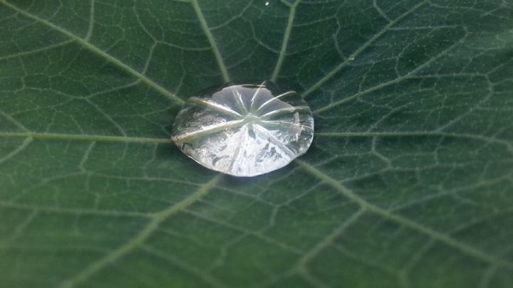 Water Drop On A Leaf