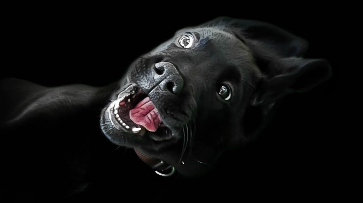 Black Dog
