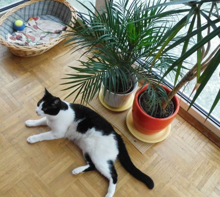 my cat near two palms