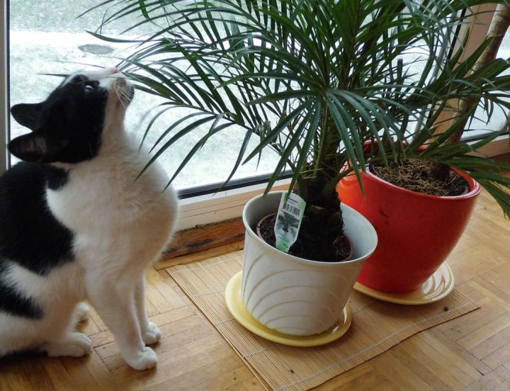 Phoenix roebelenii and my cat