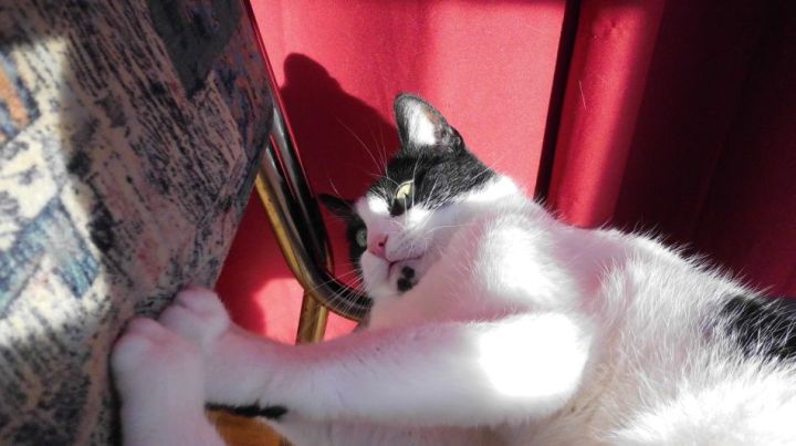 My cat plays with the chair