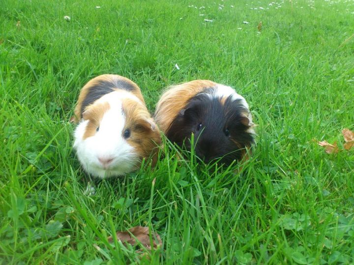 Two guinea pigs