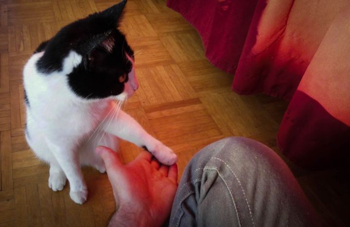 Handshake Kitty