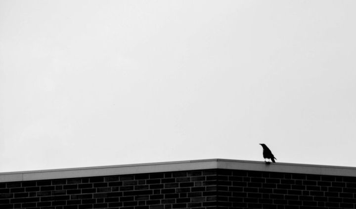 Bird on the roof