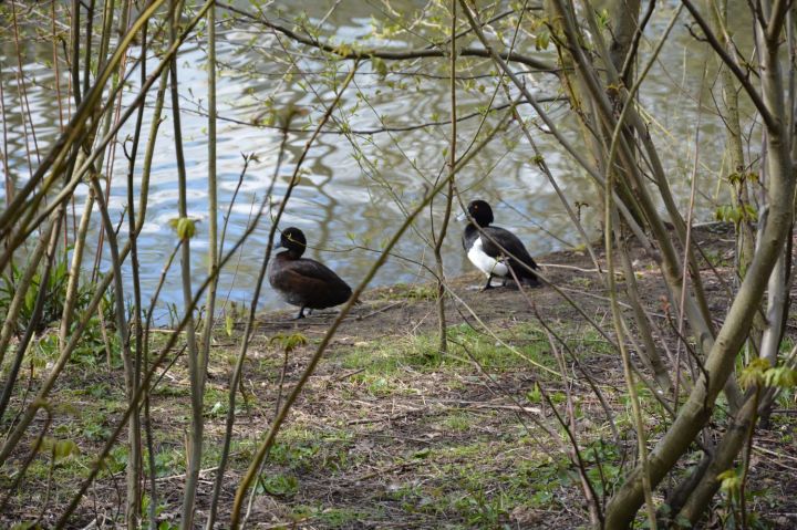 Birds near the pond