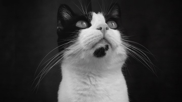 Black And White Cat
