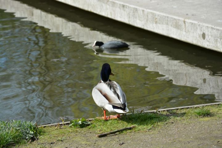 Duck near the water
