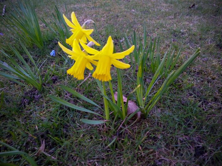 First Spring Flowers