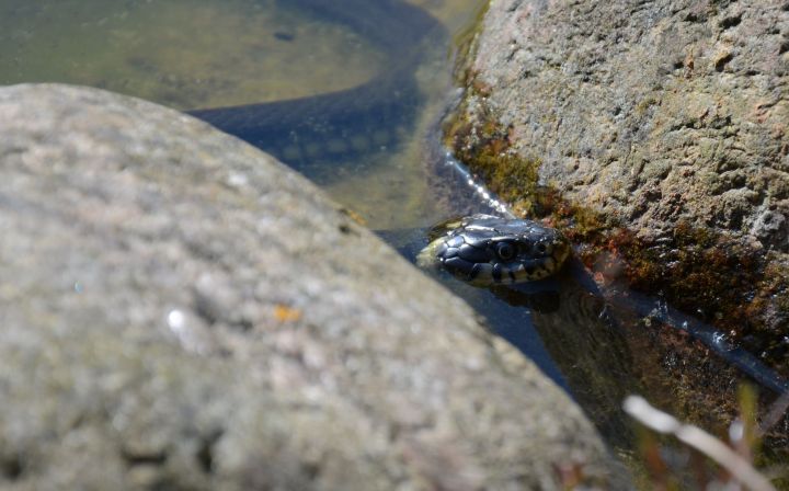 Ringed snake photo cropped