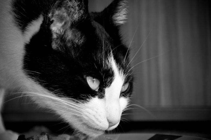 Shyna Black And White