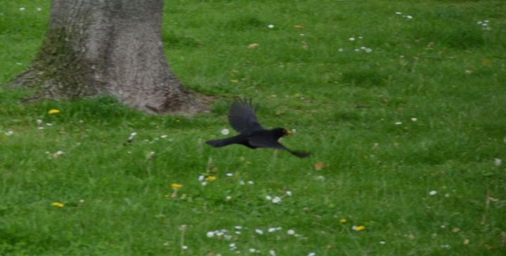 attempt to photograph a flying bird