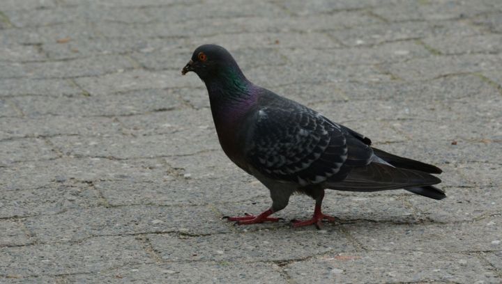 Feral pigeon close-up photo