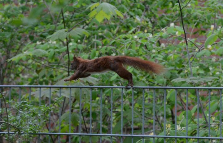 Squirrel running over a fence