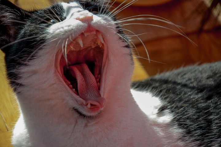 yawning cat