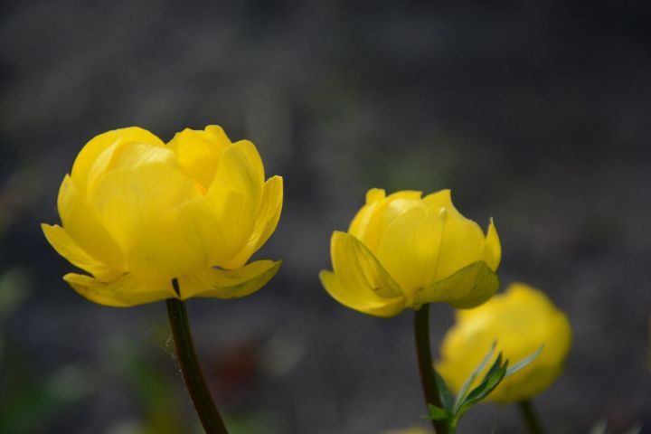 Yellow flowers