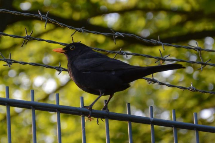 A bird landed on a fence