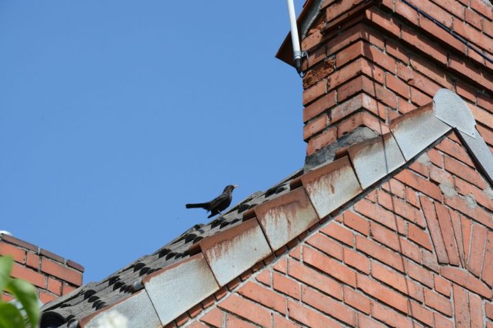 Bird on the roof - original