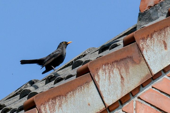 Bird on the roof