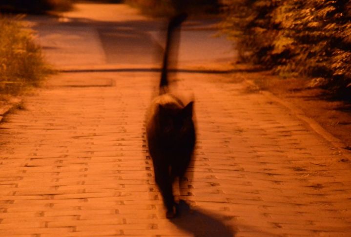 blurry black cat
