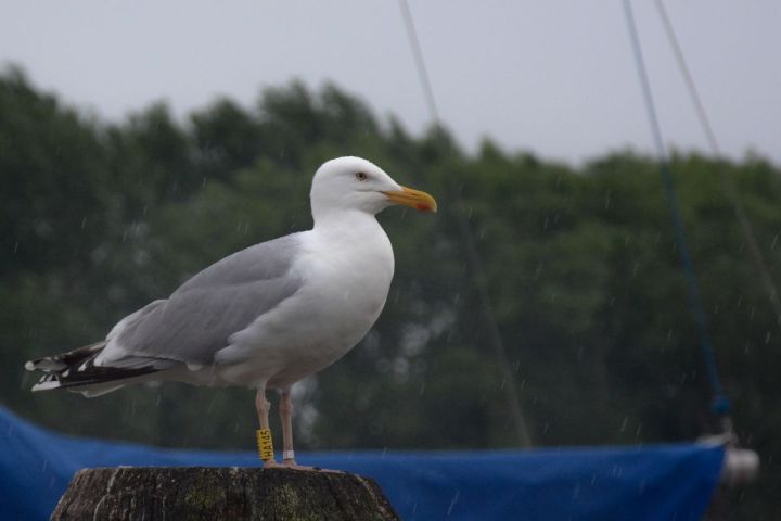 Common herring gull enjoying the rain