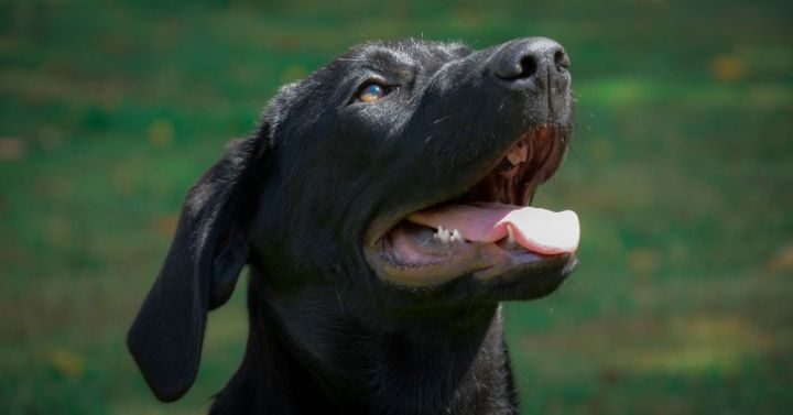 Black Labrador Retriever
