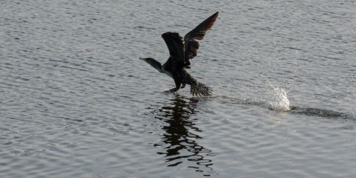 Cormorant take off 01