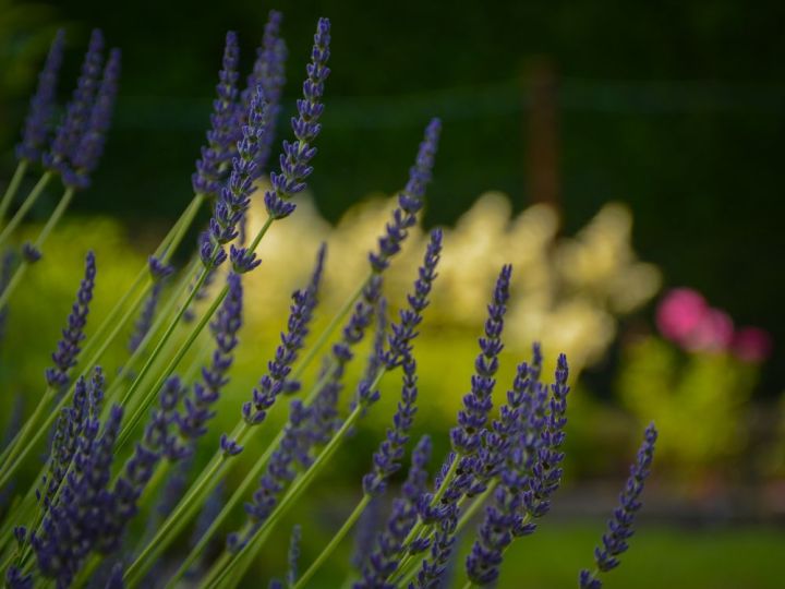 Flowers Close-Up