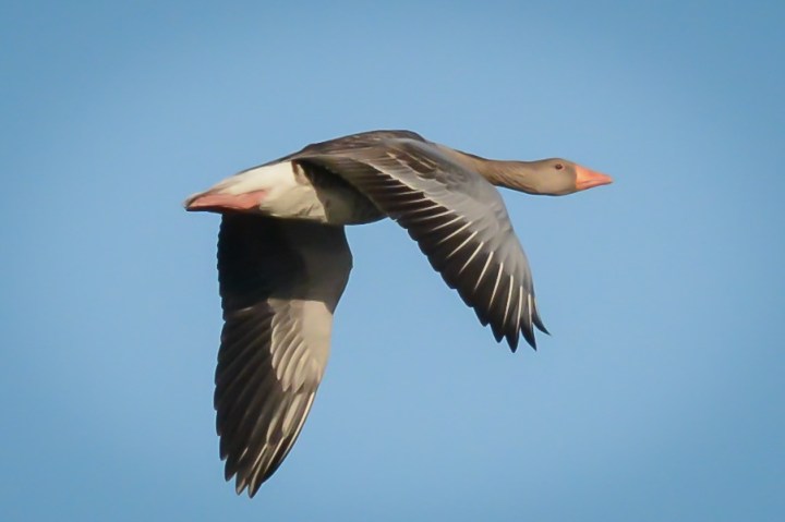 Flying grey goose photo 1