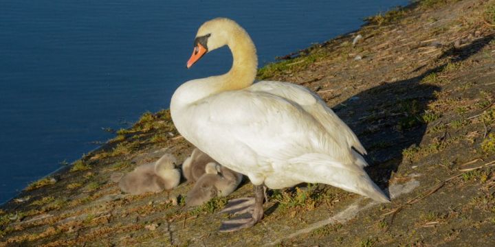 White Swan with fledglings 1