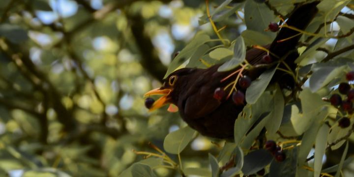 Common Blackbird Snapshot