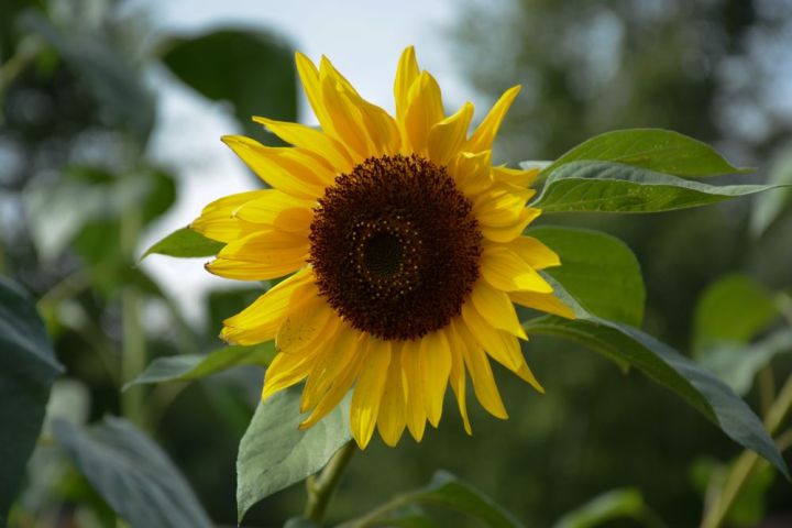 Beautiful Sunflower