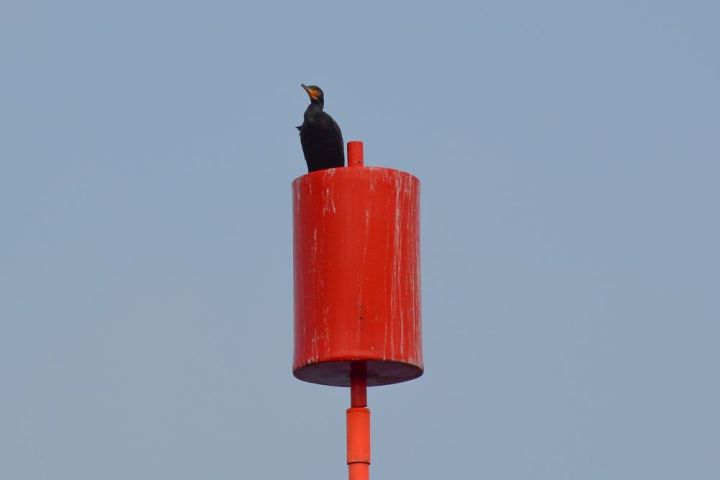 One Cormorant