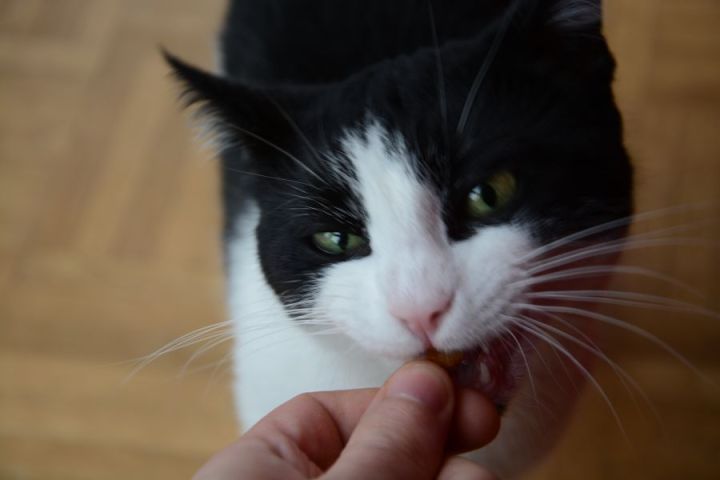 Shyna gets her favorite cat treats