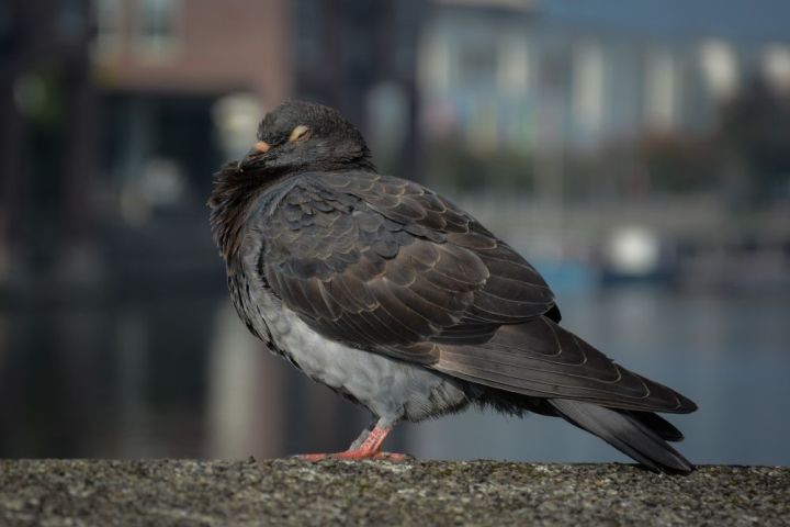 Pigeon Power Napping