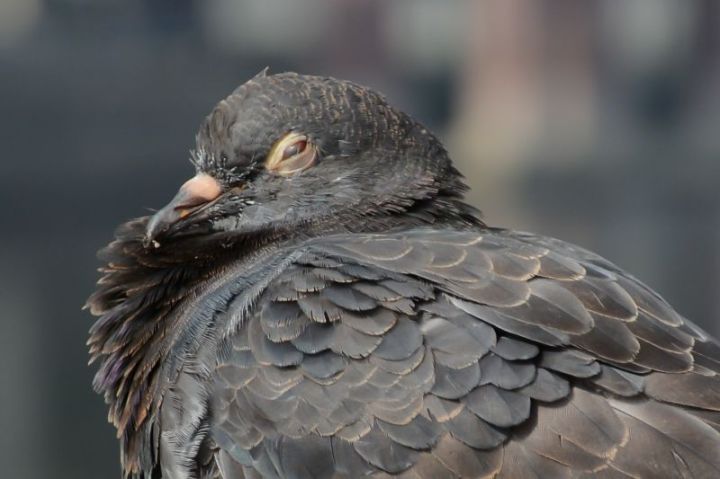 Power Napping Bird With Slightly Opened Eyes