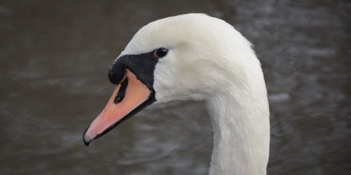 Beautiful Swan