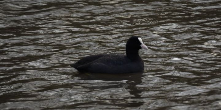 Eurasian coot